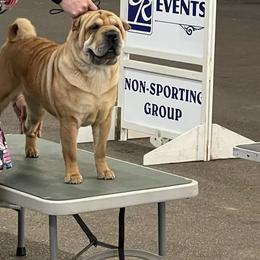 Ci Ci - Chinese Shar-Pei