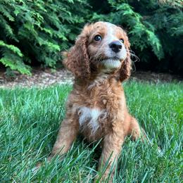 Jasper - Red and white male Cockapoo puppy in Strasburg, Pennsylvania from Dana's Domain Cockapoos