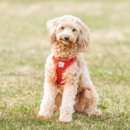 Priscilla - Goldendoodle