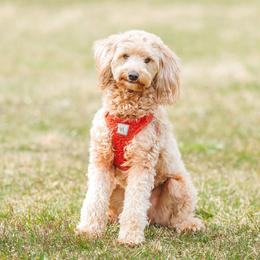 Priscilla - Goldendoodle
