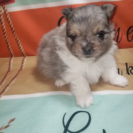 Seraphina - Blue merle female Pomeranian puppy in Weatherford, Texas from Jeweled Poms