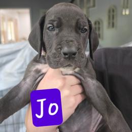 Jo - Black female Great Dane puppy in Longview, Texas from Lazy A Danes