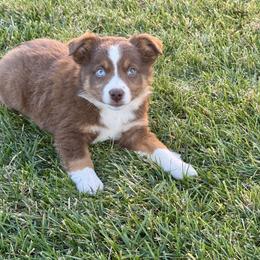 Russells Reserve - Red merle male Miniature Australian Shepherd puppy in California from Eagle River Aussies