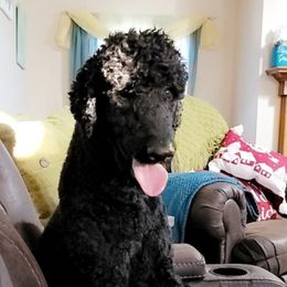 Poodles from Seddon's Small-N-Tall