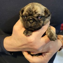 "Apricot and black brindle boy" Pug Puppies from Paschey Pug Puppies