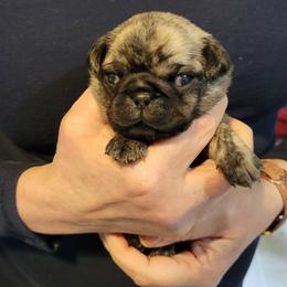 "Apricot and black brindle boy" Pug Puppies from Paschey Pug Puppies