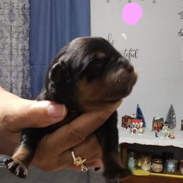 Girl 2 - Black and mahogany female Rottweiler puppy in Seale, Alabama from A & Y Guardian Rottweiler