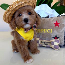 MAUI - Apricot male Maltipoo puppy in Sugar Land, Texas from Celebrity Maltipoos