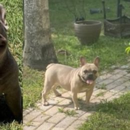 French Bulldogs from K-way Frenchies