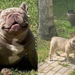 French Bulldogs from K-way Frenchies