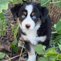 Cucumber - Black tri male Miniature Australian Shepherd puppy in Mc Lean, Illinois from Kickapoo Creek Toy & Mini Aussies