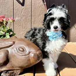 Shark - Black and white male Chinese Crested puppy in New Smyrna Beach, Florida from FronkLinn Kennel