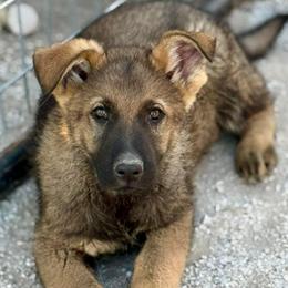 Boy 1 - Sable male German Shepherd puppy in Beech Grove, Arkansas from Ze Zadnich lesu