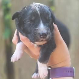 Vesper - Black tri-color female Australian Shepherd puppy in Salem, Oregon from Steady Aim Aussies