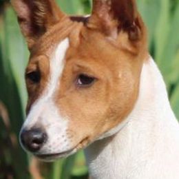 Basenjis from Jublie Basenjis