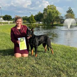 Stab - Beauceron