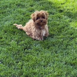 Bernedoodle, Cavapoo, Havanese, and Havapoo Puppies from Lady Paws Puppies - Cassie