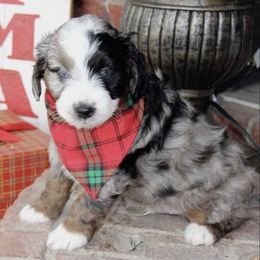 Aussiedoodle and Goldendoodle Puppies from Skyridge Doodles
