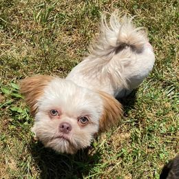 Shih Tzus from Hjo’s Shih Tzus & Pupdates