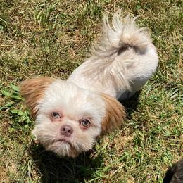 Shih Tzus from Hjo’s Shih Tzus & Pupdates