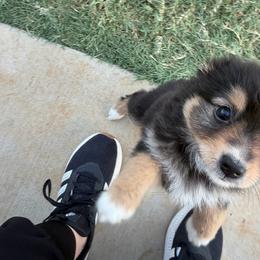 Onyx - Black tri female Miniature Australian Shepherd puppy in Weatherford, Texas from F & T Aussies