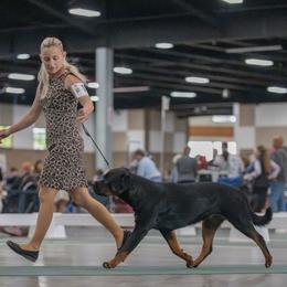 Prada - Rottweiler