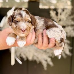 Tiger - Chocolate merle male Bernedoodle puppy in Salt Lake County, Utah from Coco Avenue Pups