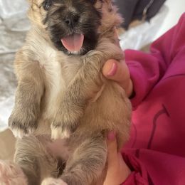 Shichon Puppies from Mel’s Shichon Teddy Bear Puppies