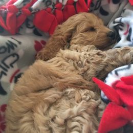 Cockapoo Puppies from Cute Cockapoos