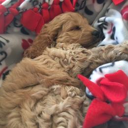 Cockapoo Puppies from Cute Cockapoos