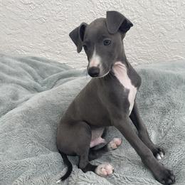 Italian Greyhound Puppies from Woofford Italian Greyhounds