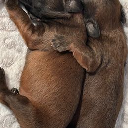 Soft Coated Wheaten Terriers from Koontz Family Wheatens