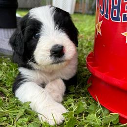 Duncan - Black and white male Aussiedoodle puppy in Churchville, New York from Bluebird Family Farm