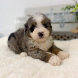 Miss Patriot - Merle female Bernedoodle puppy in Hegins, Pennsylvania from Bubbling Springs Doodles, LLC