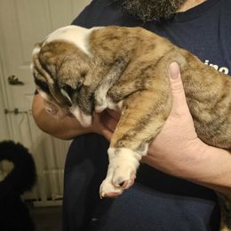 Bulldog Puppies from Magill's Bulldogs