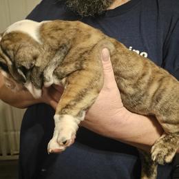 Bulldog Puppies from Magill's Bulldogs