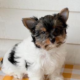 Willow  -  AKC 3650 - Black tan and white female Biewer Terrier puppy in Douglas, Georgia from Heartland small breeds