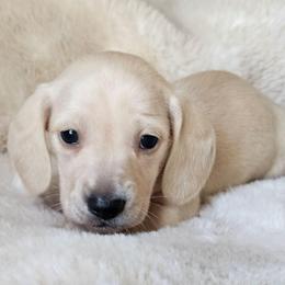 Green collar - Cream male Dachshund puppy in Pasco, Washington from Loyal Lil Dachshunds