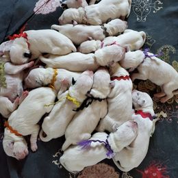 Dalmatian and Labrador Retriever Puppies from ECMO Farm Dalmatians & ECMO Farm Fox Red Labs
