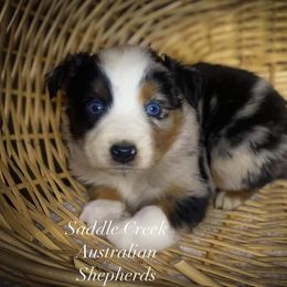 Australian Shepherd Puppies from Saddle Creek Australian Shepherds