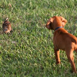 Vizsla Puppies from Encore Vizsla