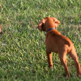 Vizsla Puppies from Encore Vizsla