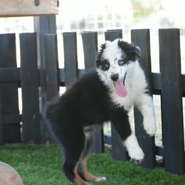 Spruce - Black tri-color male Australian Shepherd puppy in Oak Hill, Florida from Swingin T Ranch LLC