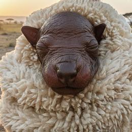 Kofi - Slate male Xoloitzcuintli puppy in Atwater, California from Cen Cal Xoloitzcuintle