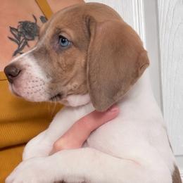 Smores - Mantle male Great Dane puppy in Florida from Beachside Kennels