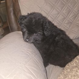 BUDDY - Black male Keeshond puppy in Tipton, Indiana from Keeshond Country Paradise