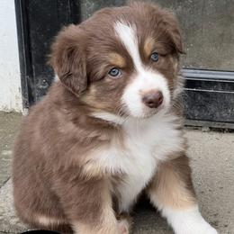 Australian Shepherd Puppies from CTR Farmstead
