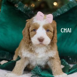 Chai - Caramel female Australian Labradoodle puppy in Redding, California from Shasta Royal Monroe Puppies