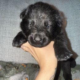 Black Boy - Green Collar : Knox - Black male German Shepherd puppy in St. Cloud, Florida from Pray Love Shepherd Kennels