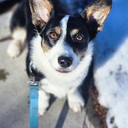 Cardigan Welsh Corgi All Grown Up from BELieve Cardigan Welsh Corgis